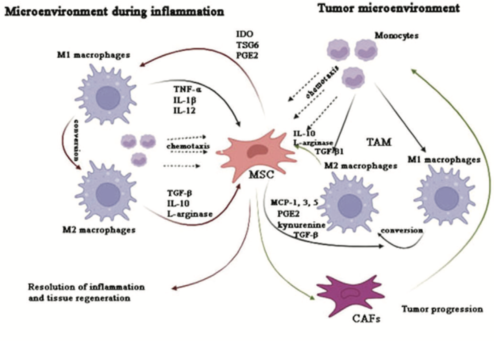 Figure 1. Interaction between mesenchymal stem cells and macrophages in inflammation and tumor microenvironments